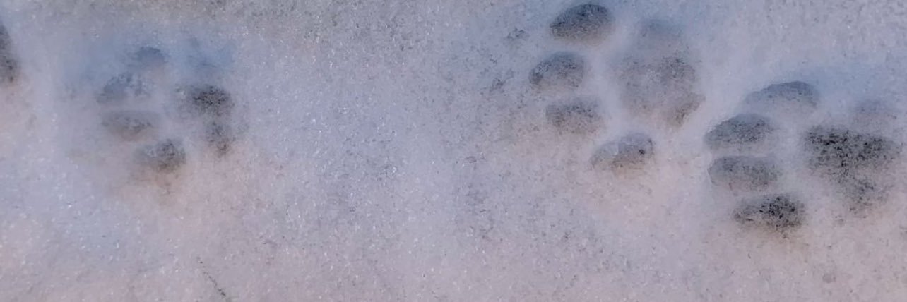 𝑺 banner