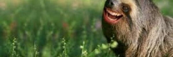 zaralb Profile Banner