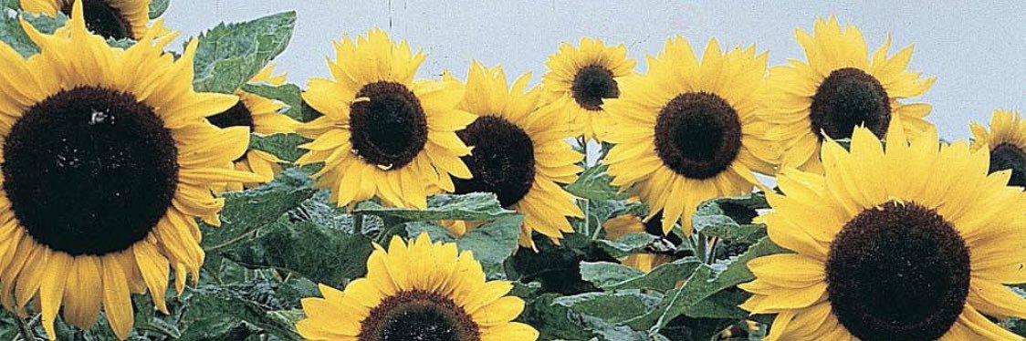 Mrs_Baggett's profile banner image