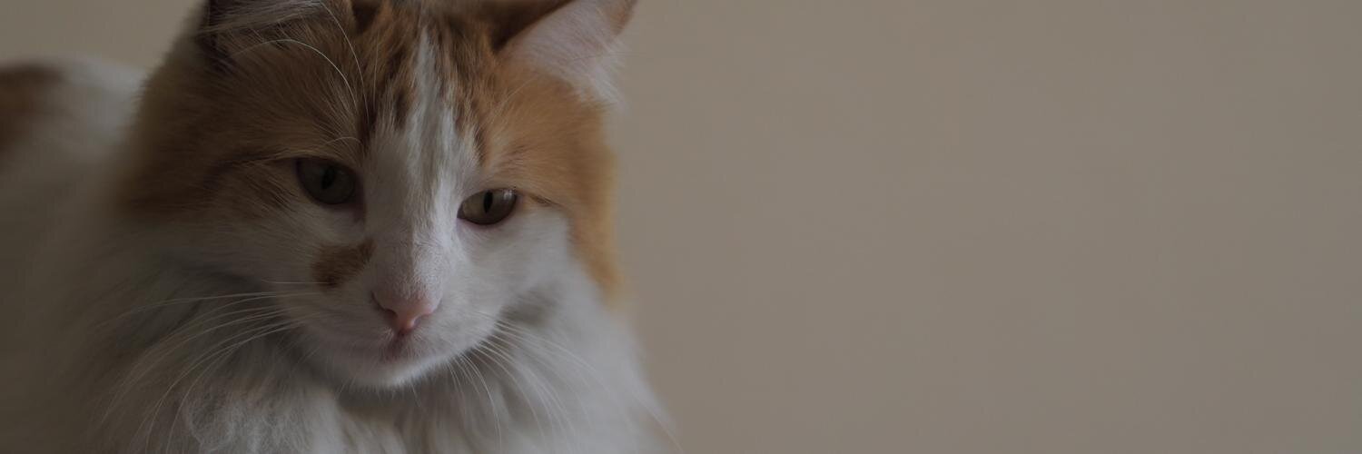 Marce - ya apareció mi gato :) banner