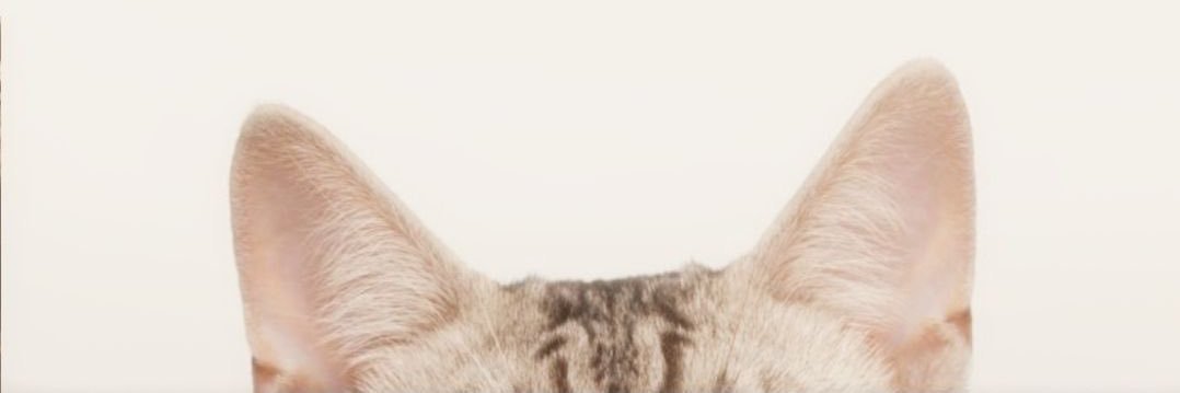 DESFLOP EVERSTRAW banner