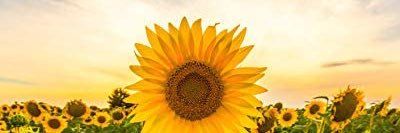 _SeleBearrr's profile banner image