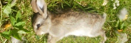 lawrence of shedtwt ᘏ⑅ᘏ banner