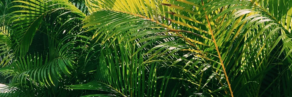 miaaens's profile banner image