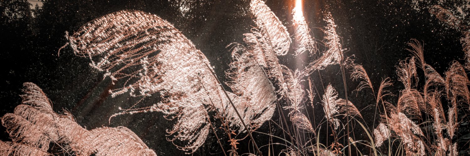 ava_lin054's profile banner image