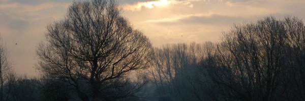 Cybernest Profile Banner