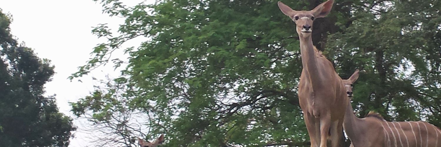 necooley's profile banner image