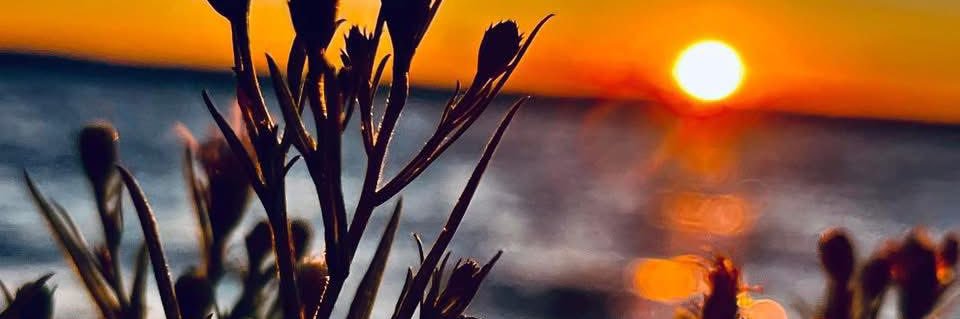 AVM ☮️ banner