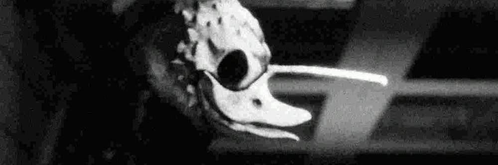NotGaryWilson64's profile banner image