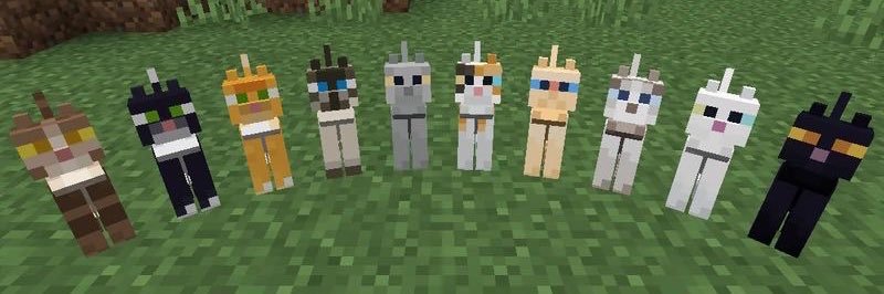 🐈‍⬛ banner