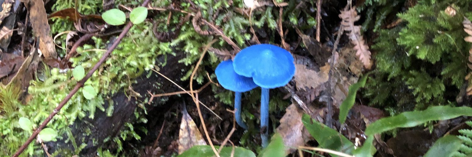 Glen Callahan banner