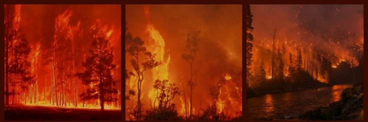 The Watcher-Fentanyl banner