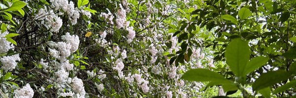 roqueadeleon Profile Banner