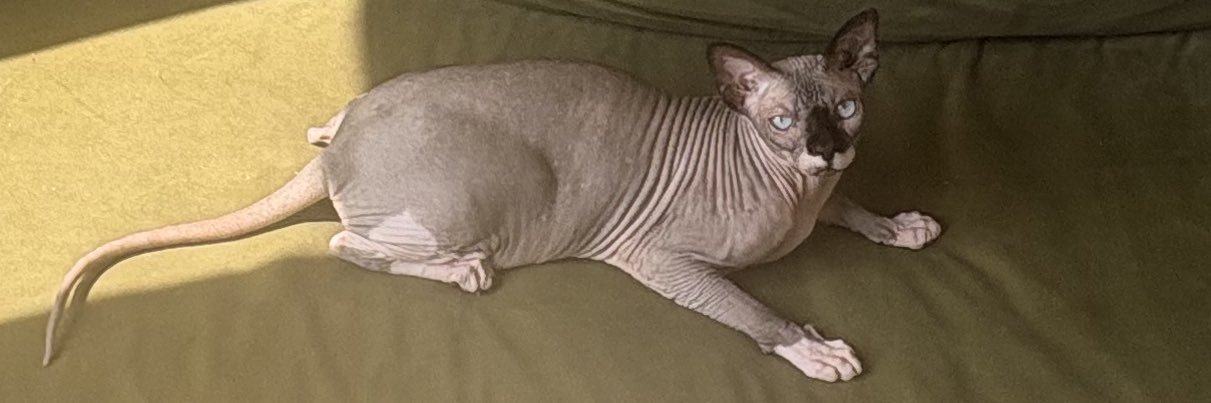 ittybittyBRii's profile banner image