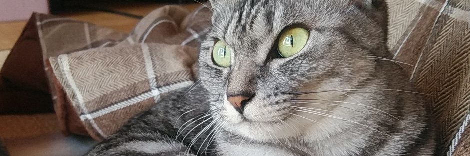 kou_ya13's profile banner image