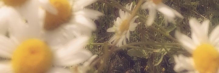 n banner