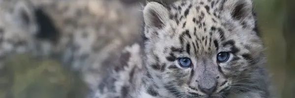 ฅ ℙ𝕣𝕚𝕟፝֟፝֟𝕔𝕖𝕤𝕤 𝔸𝕝𝕞𝕒 ฅ (COMMS OPEN) banner