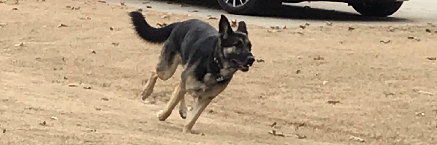 Trisha Castranio banner