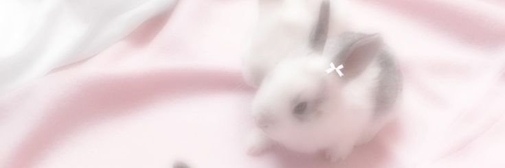 ℒ𝒾𝓏🎀🪽 𝐞𝐝𝐭𝐰𝐭 banner
