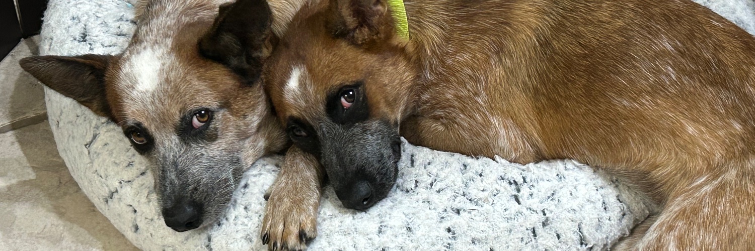 StarPawsRescue's profile banner image