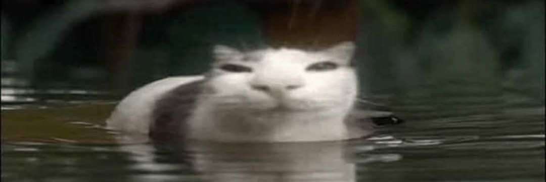 °•★*PeGass*★•° banner