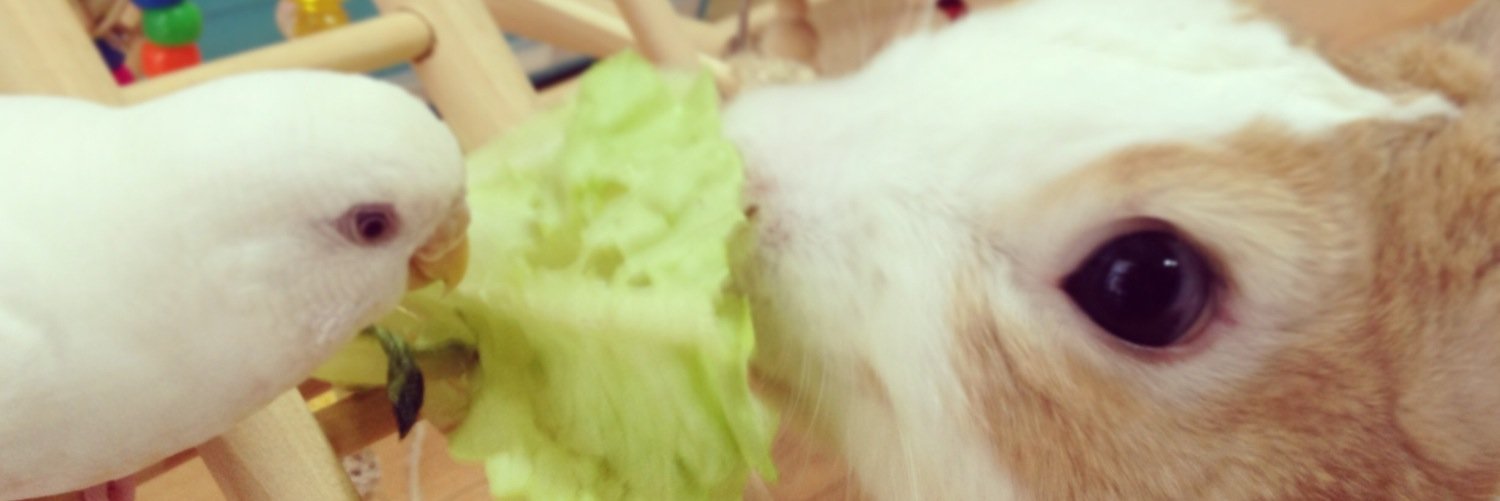 ちはる🐥🐇∴ banner