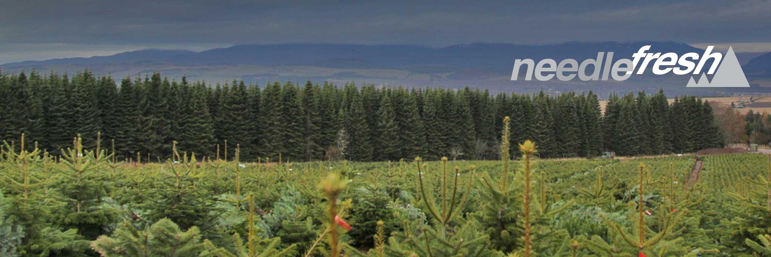 Needlefresh Direct banner