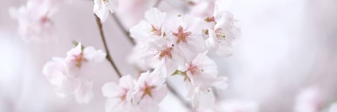 桜 彩子 banner