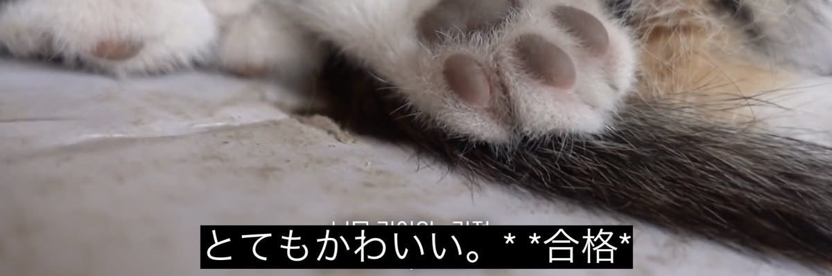 ⁿʸᵃ ˆ – ·̫ ก⸝⸝ˆ◞ banner