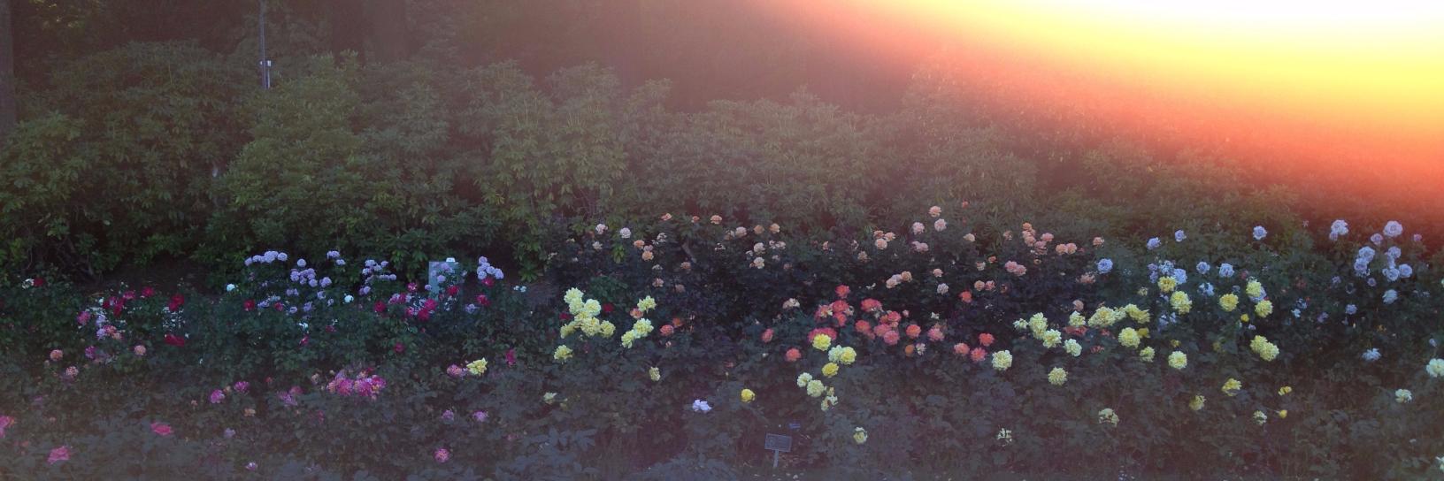 Victoria Geil banner