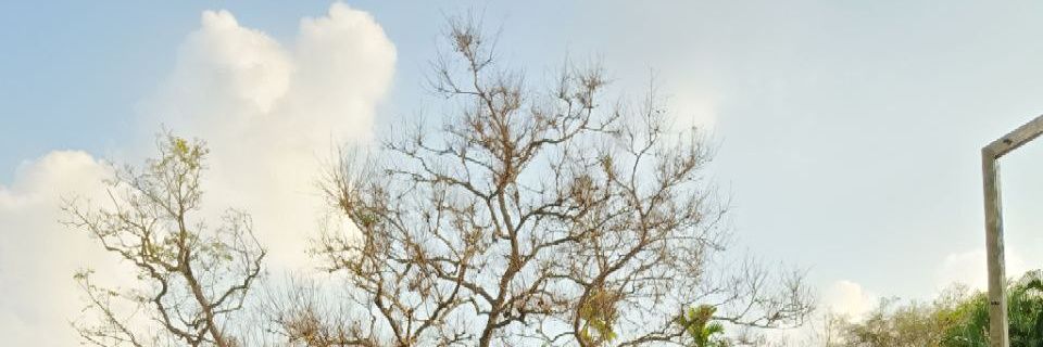 Duong Long banner