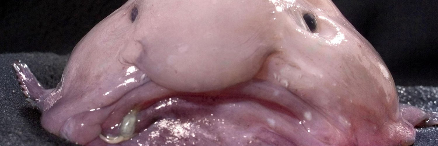 famousblob's profile banner image