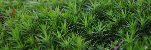 ncchu Profile Banner