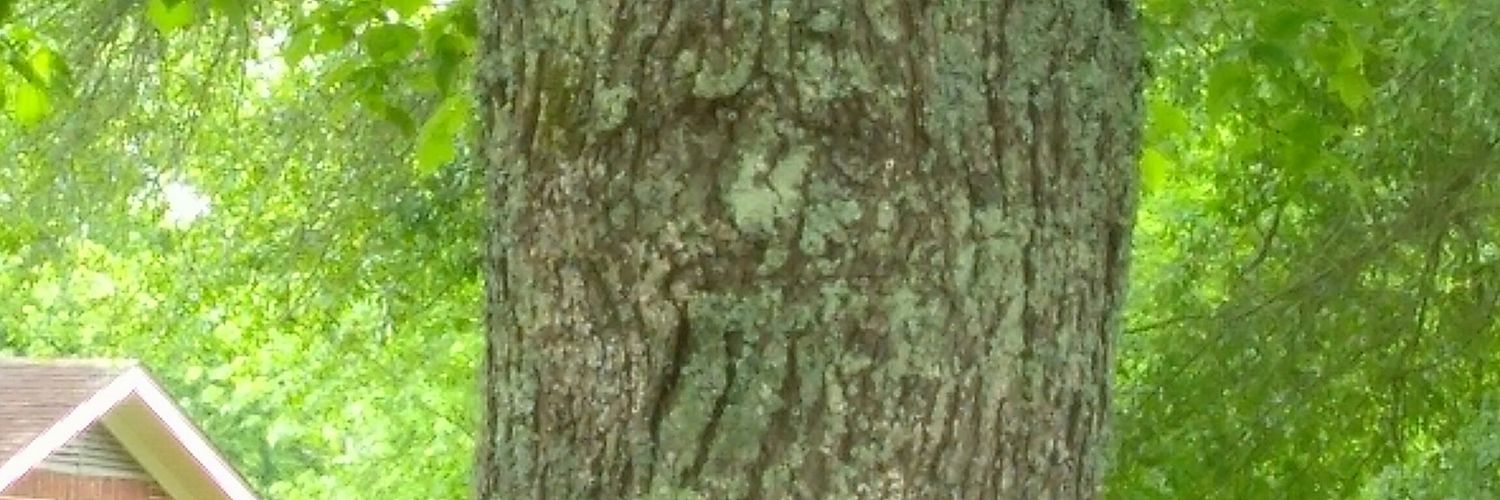 MzKatMac's profile banner image