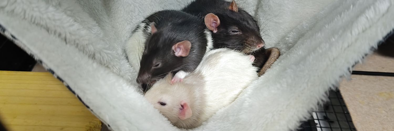 mfl17733rat's profile banner image