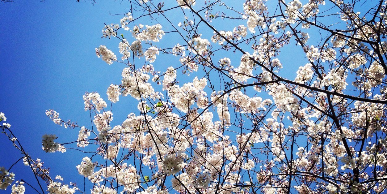 Laura_Peck's profile banner image