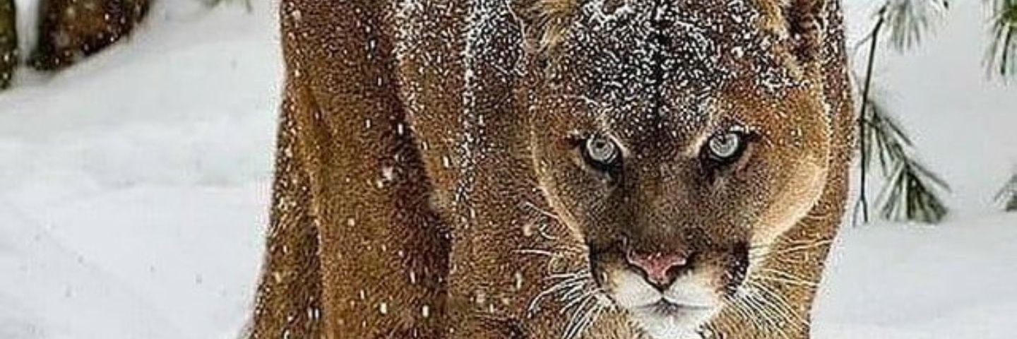pshae1's profile banner image