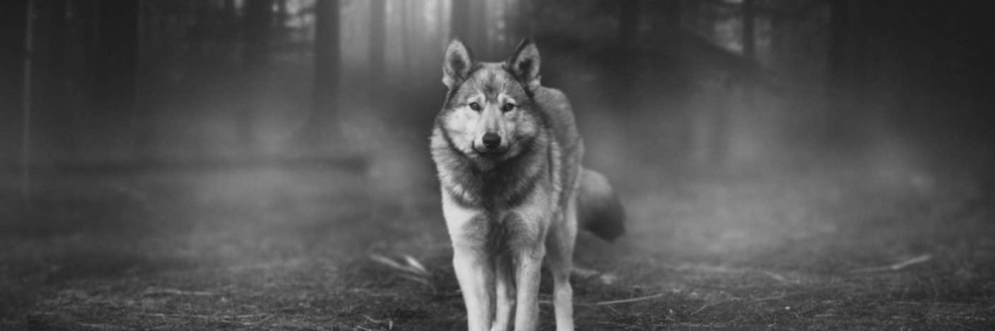 𝐒𝐡𝐞'𝐬 𝐀 𝐒𝐚𝐯𝐚𝐠𝐞 banner