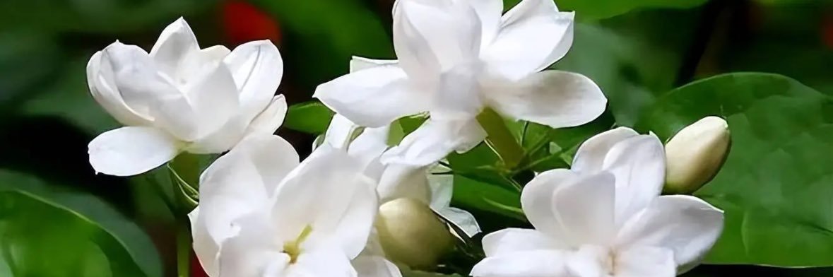 AAA茉莉批发大王 banner