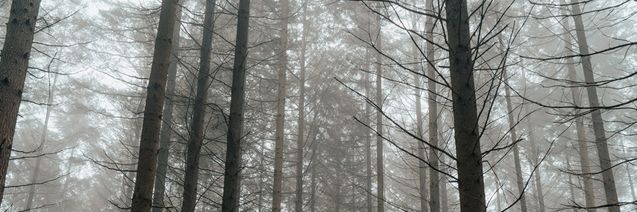 polar; au loquinha banner