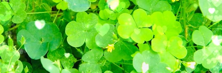 🍀Starw͟an ⚓ ୧ banner
