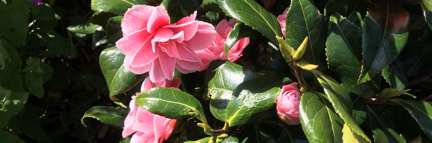 Red-candy-box banner