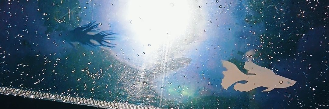 Juju2GS_0's profile banner image