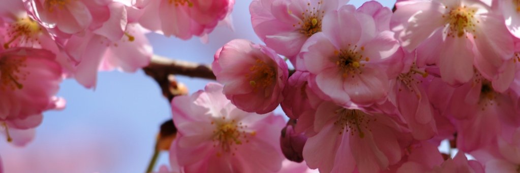 Harriet Lemcke banner