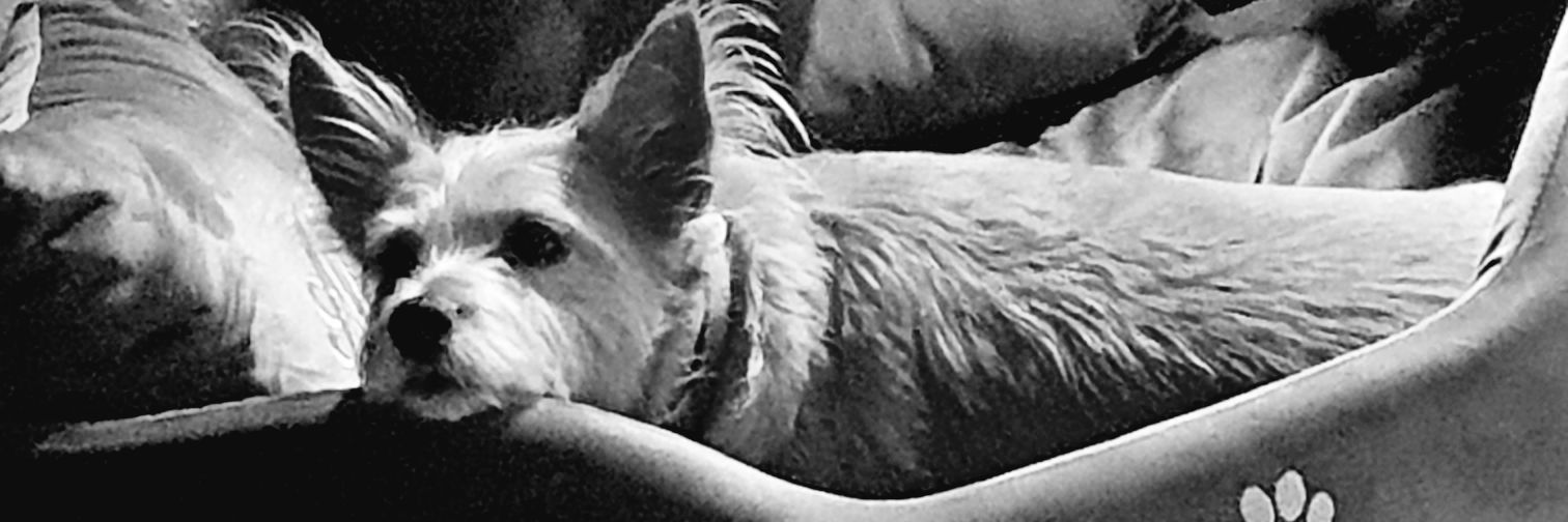 Mutley1974's profile banner image