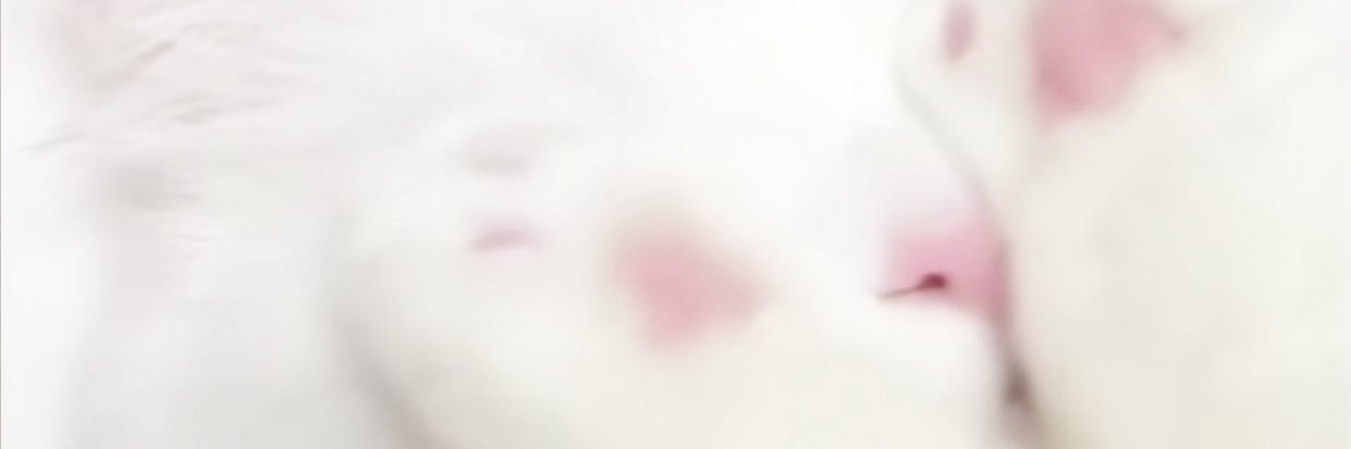 ꒰🪽꒱﹒ nayu ﹒ banner
