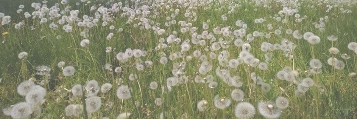 xoxodandelion's profile banner image