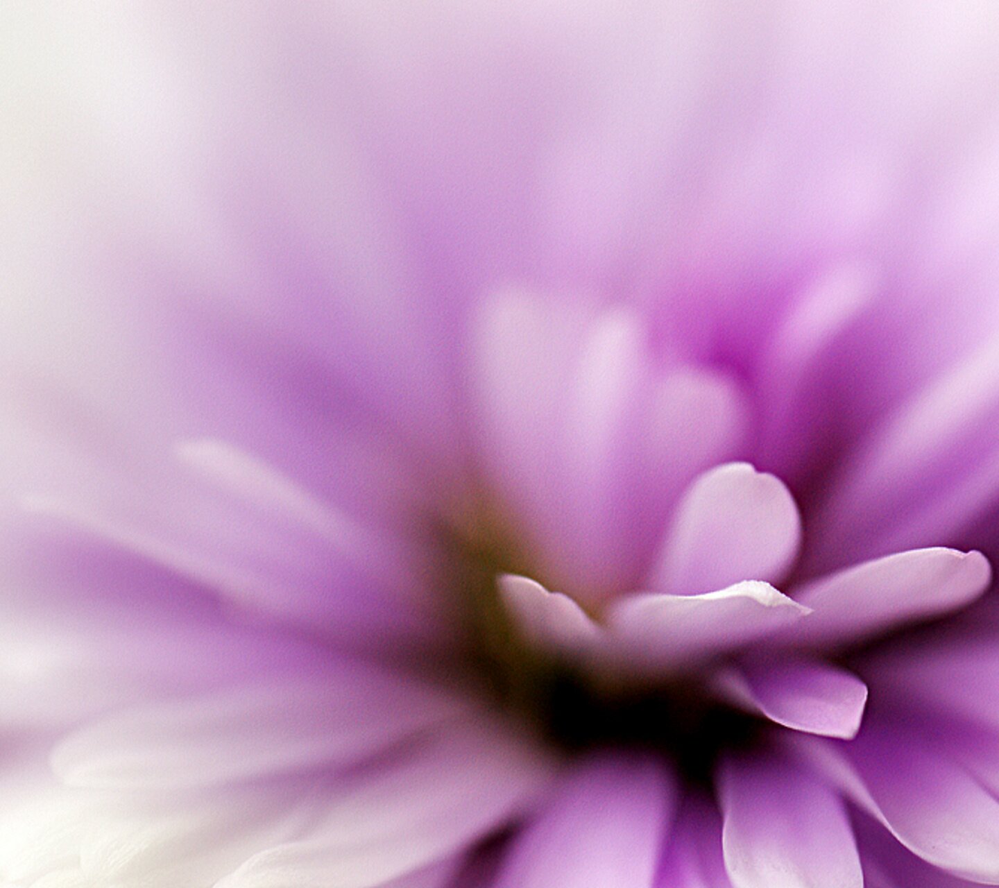Lesley Osborne banner