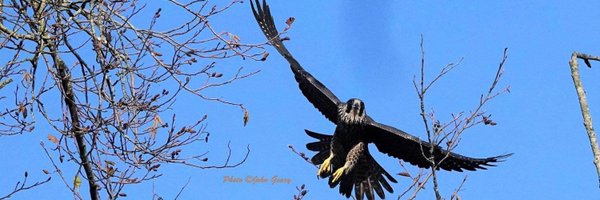 BirdPaddler Profile Banner