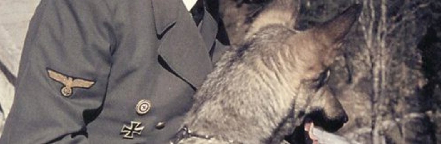 Dog banner